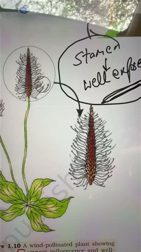 Sexual Reproduction in Flowering Plants | Tassels Concept 🌽 #biology #cbse12thbiology #neet#reneet