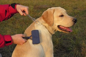 Telogen Defluxion in Dogs - Symptoms, Causes, Diagnosis, Treatment, Recovery, Management, Cost