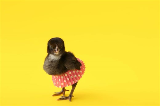 Why Chickens Are Wearing Diapers, Tutus, and Tiny Hats