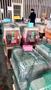 9.1K views · 331 reactions | IT'S HAPPENING!!! SNORT DOGS ARE ON...