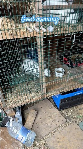 This Bunny Runs Faster Than You'd Expect #rabbit #viral #adorable