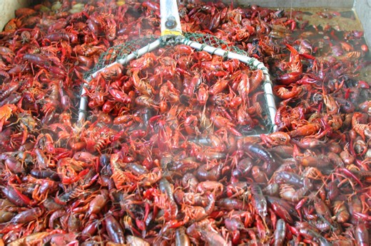 Crawfish prices high at season’s start, expected to drop soon