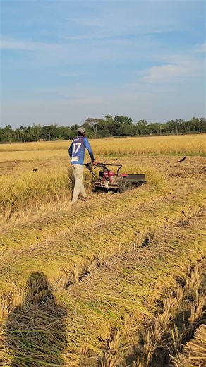 Modern Rice Cutting Machine Working Perfectly 🚜 | Harvest Time