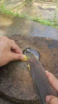 Experiment: Cooking Candy With Quail Eggs