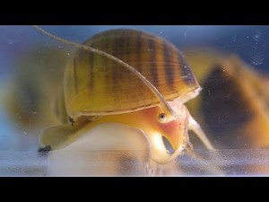 Stowers scientists establish apple snail as a research organism for investigating eye regeneration