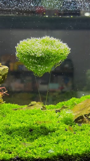Suspended hornwort in the aquarium#fishkeeper #aquriums #aquascape #aquascapes #reelsinstagram😍 #reelsfacebook #fishtank #aquariumlife #aquarium | A&Aqua Pro