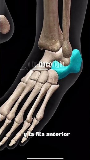 ¿Qué es el Tarso? Anatomía y función de los huesos del pie.