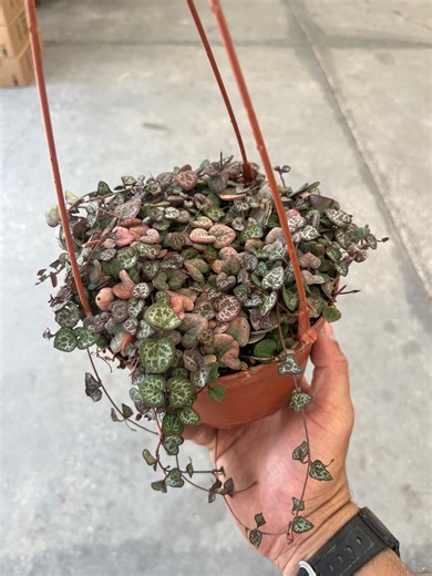 4" & 6" String of Hearts | Ceropegia Woodii - Etsy