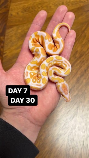Ball Python Color Transformation😍 Lavender Albino Edition🔥🐍