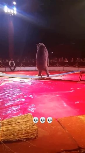 Big Steppa | The circus is one of humanity’s oldest and weirdest forms of entertainment—a chaotic blend of skill, spectacle, and surrealism, usually... | Instagram