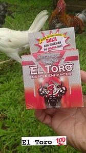 Bulto ang katawan kapag naka el Toro 💯 #SABATTLECOCKLAGIKANGLAMANG Sheila BC Guevarra Battlecock Livestock Products BC Irish Aprecio Mercado von Bernard Tnecniv VJ Nabaja BC Vincent Nabaja Jayson Gargoles #followerseveryonehighlights #noanimalswereharmedinthispost | JM MChill's