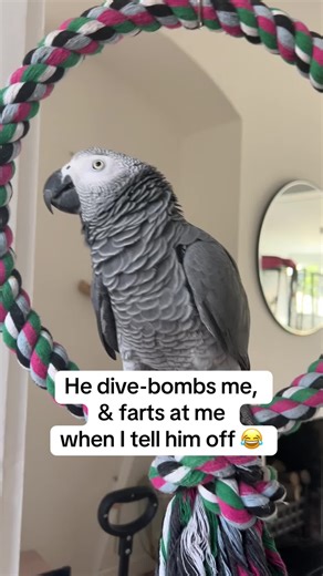 Funny African Grey Parrot's Hilarious Antics