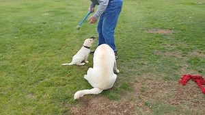 We were blessed with litter a of 9 AKC Registered Labrador Retrievers on Oct. 31, 2025. Zeva gave birth to 7 males, and 2 females. I posted a picture of the litter a few days ago. The puppies are not quite a week old. Zeva is taking great care of the puppies now, and will continue doing so until the puppies are approx. 4 weeks old. At that time the puppies’ teeth will have grown bigger, and sharper. Now mama is not so thrilled to feed them. She does so reluctantly with a little help from us. Now