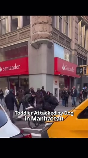 Dog Attack on Innocent Child in NYC Sparks Outrage
