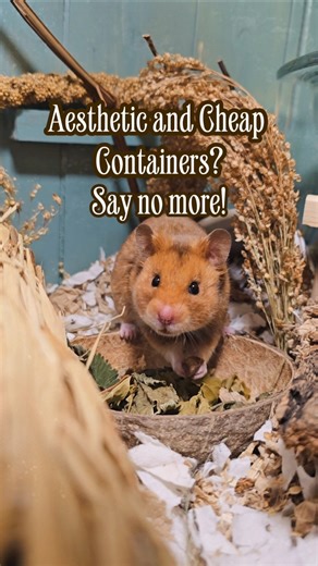 💰 Budget Hamster Hacks: Aesthetic & Cheap Containers 🐹✨ #hamstercare