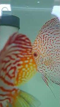 pigeon cb #discusbintaro #discuslovers #discusbreeding #ikandiscus #discus #discusfish #discusfarm