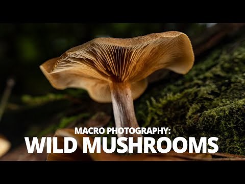 Wild Mushroom Macro Walk: Tips for macro photography in the woods.