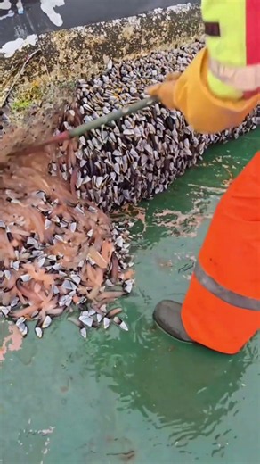 the process of cleaning attached shells #shorts