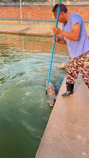 Carefully Catching A Large Crocodile From The Pool
