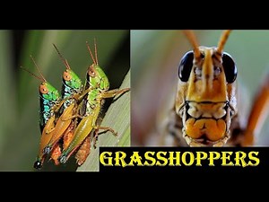 Grasshoppers insects | insects Histrology