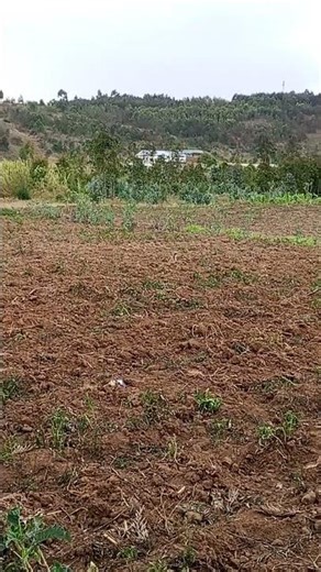 2&¼ acres sale in Ndeiya Loyal. ideal for plots, farming. @17m entire land with title. 0733382919