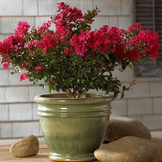 SACRAMENTO (2' Bright Deep Red)