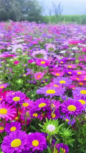High quality flower seeds 🌼 Easy to grow 🌱 Perfect for home & beginners 💚 DM to order | UK 🇬🇧 Garden Glow Seeds