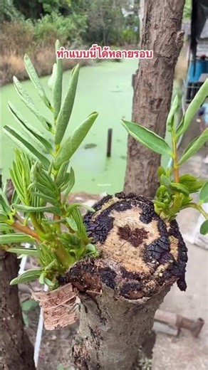 How to Rejuvenate the Sesbania Grandiflora Tree Performing this repeatedly has proven very effective