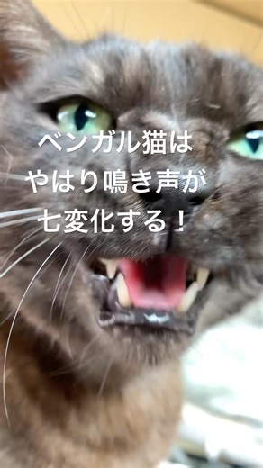 猫なのにニャーと鳴かないベンガルのレン君。声を操るって本当かも！ #ベンガル猫 #猫のいる暮らし #猫