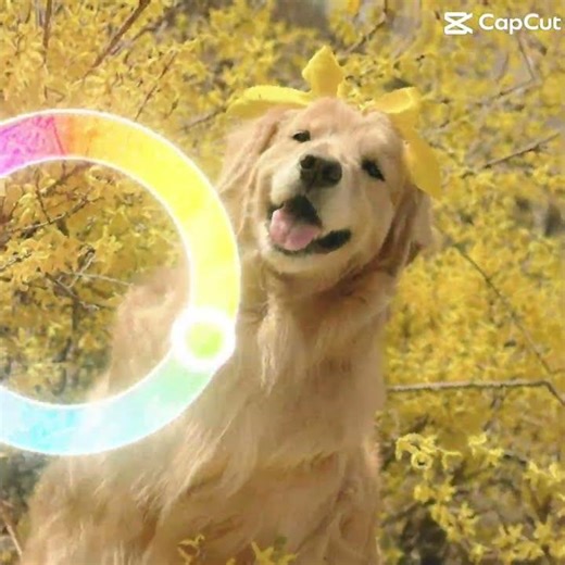 Color wheel trend with puppies 🎀💕🐶🐾 #colorwheeltrend #cutedogs #puppies