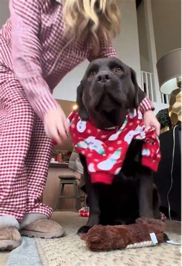 Merry Truckmas to all who celebrate ❤️🫶 #chocolatelab #labrador #dogtok #christmas #dogsoftiktok