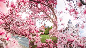 Where to See Magnolia Trees in Washington D.C. (Photo Guide)