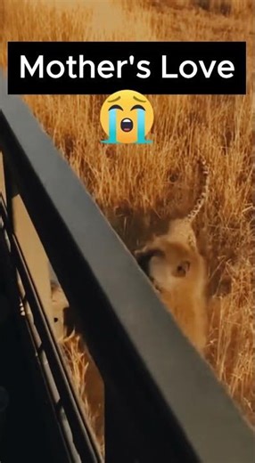 🐒💔🦁 Mother’s Last Choice — Baboon Sacrifices Everything to Save Her Baby | Wild Interaction Diaries