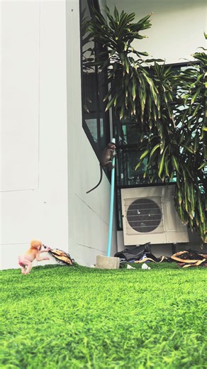 Tarzan's Albino Monkey Adventure in Thailand