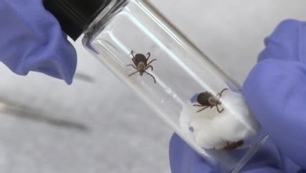 Game-changing, long-lasting tick repellent developed by researcher  - The Weather Network
