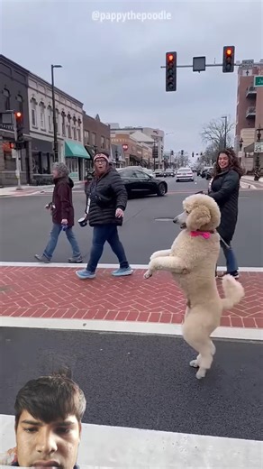 This Dog can walk Like Humans 🐕🐕