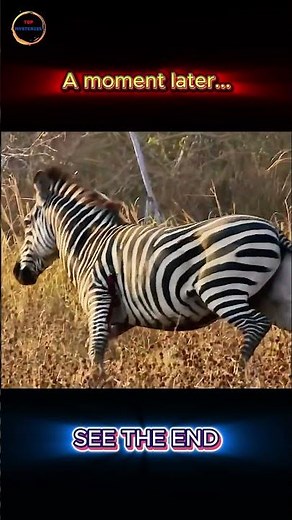 Zebra Hunted by Arrow – The Slow Mo Impact Will Shock You!