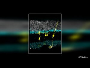 Scientists regenerate retinal cells in mice