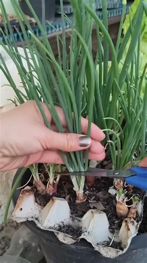 Planting Green Onion leaf Tutorial #agriculture #farming #shorts