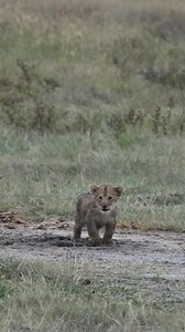 713K views · 18K reactions | A sweet lion cub calls out again and again, knowing his mother will return. Because a mother’s love is the kind of magic that never disappears.” | Animals voice | Facebook