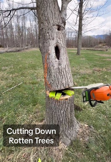 Cutting Diseased Trees for New House Build