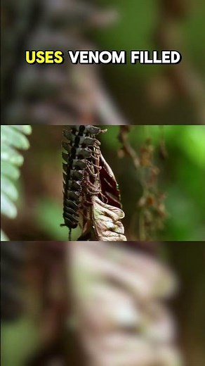 The Amazonian Giant Centipede