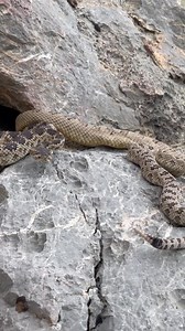 172K views · 387 reactions | If your job was to study rattlesnakes,...