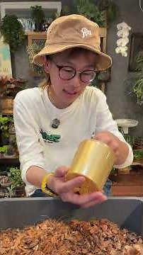 Fruit flies are a barometer of the environment inside the pot 🌡️