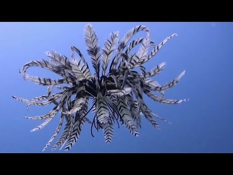Watch | Breathtaking feather like sea lily filmed swimming