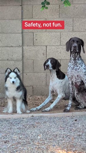 Prioritize your dogs safety when boarding
