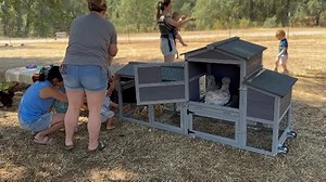 Watch Chicken Coop 80in Mobile Chicken House with Run on Amazon Live