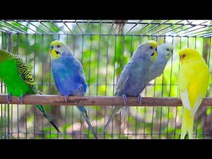 A unique recording of 10 Hr parakeet birds singing to help people relax and rid of anxiety