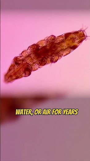 The Microscopic Animal That Survives Space