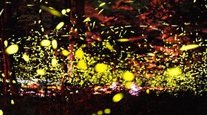 When to enter the 2018 lottery for synchronous fireflies at Elkmont